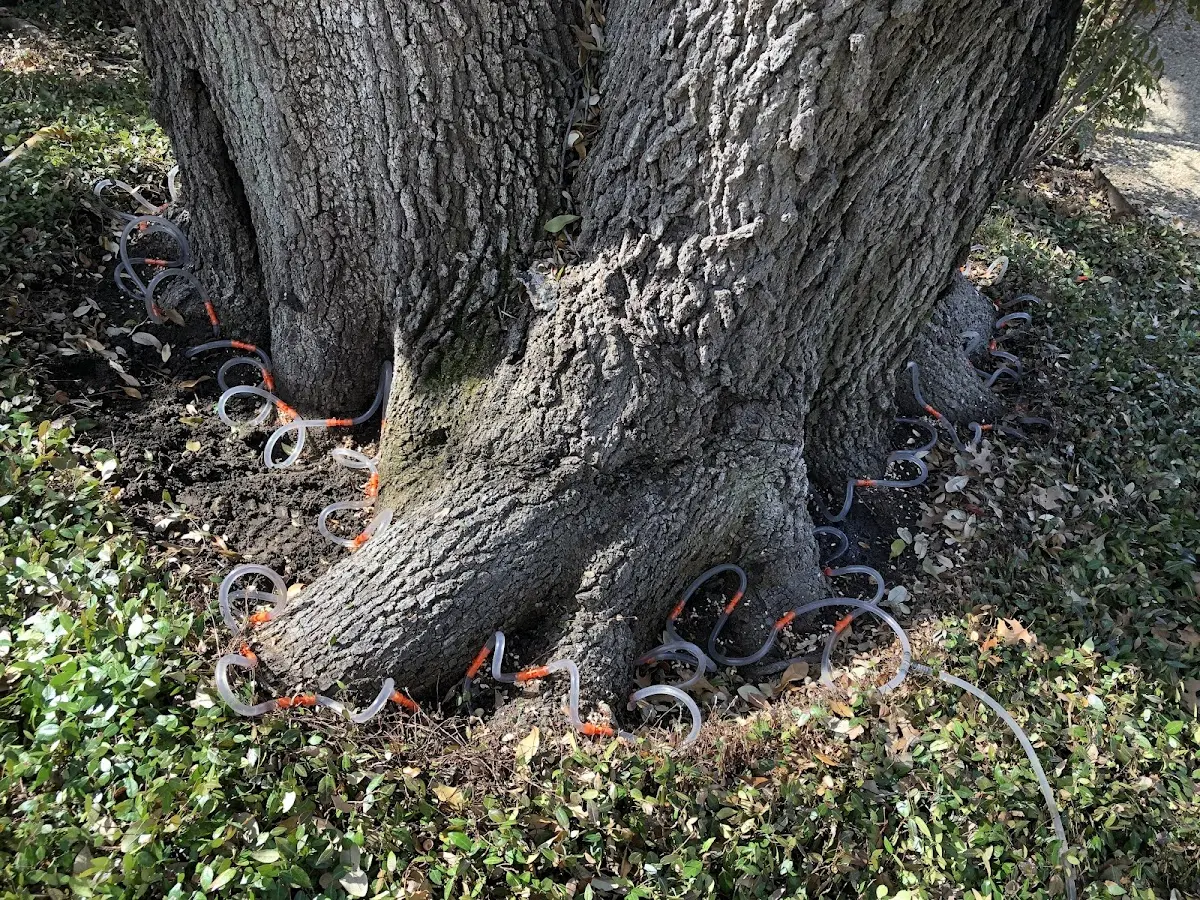 Detailed Tree Cabling and Bracing job site in Gentryville