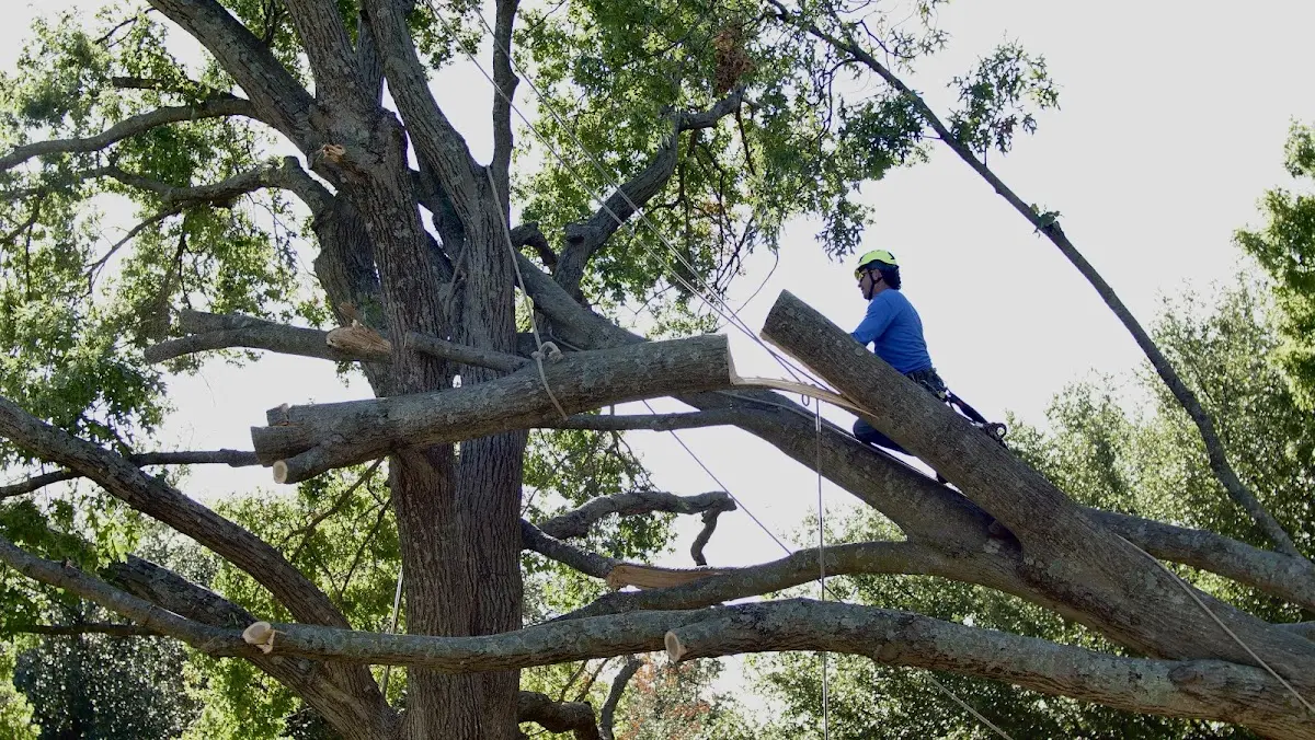 Professional Hazardous Tree Removal performed by certified arborists in Gentryville