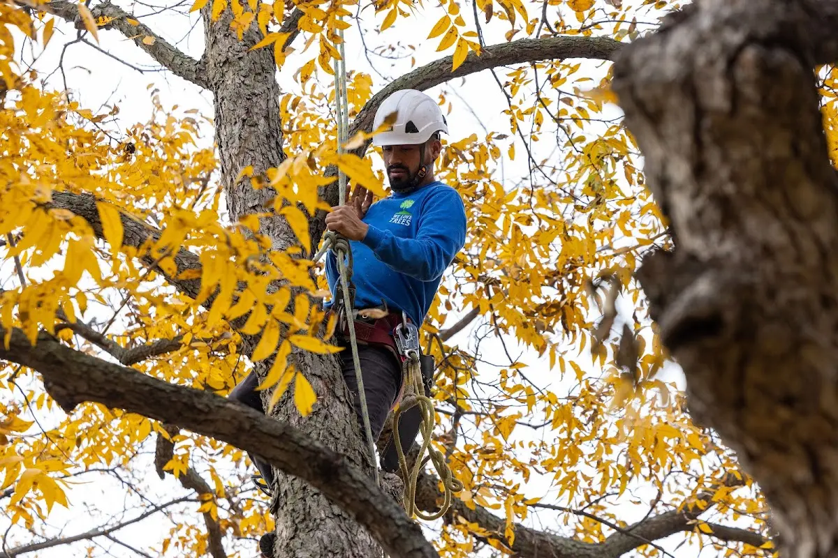 Skilled Tree Pruning crew working in Gentryville